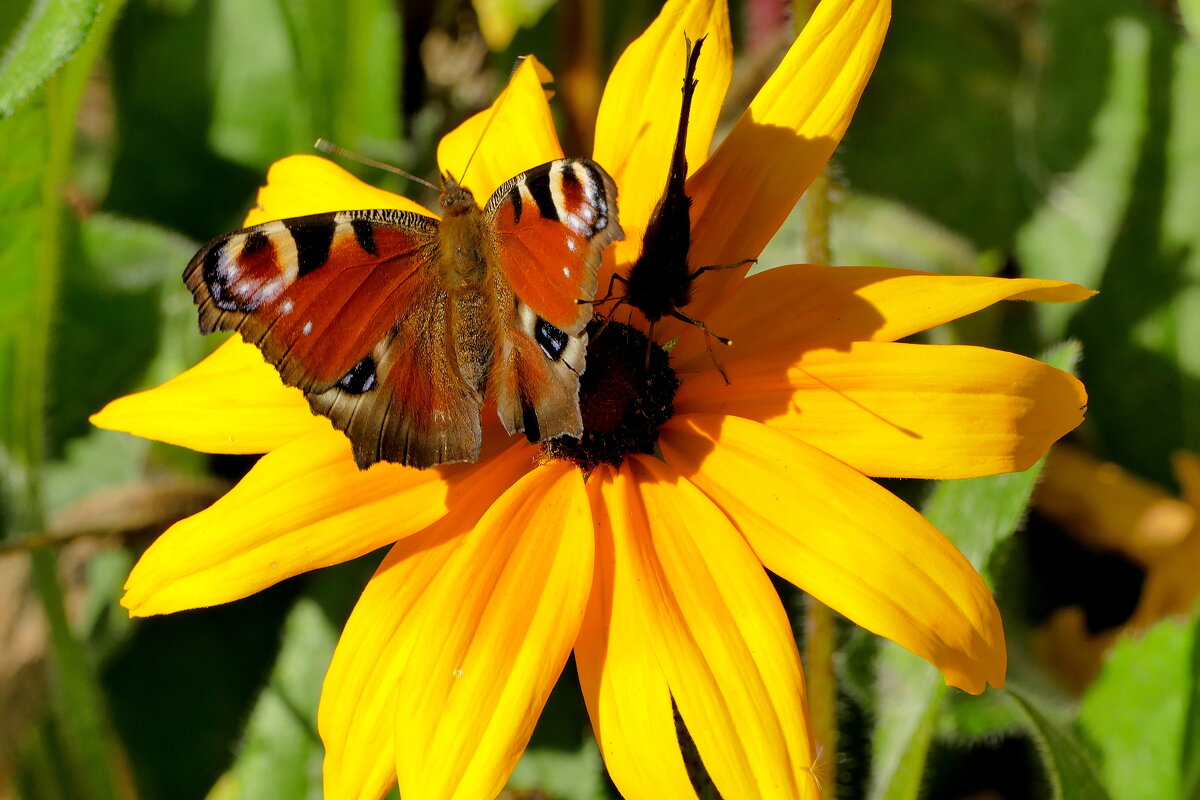 опять бабочки  9 - Александр Прокудин