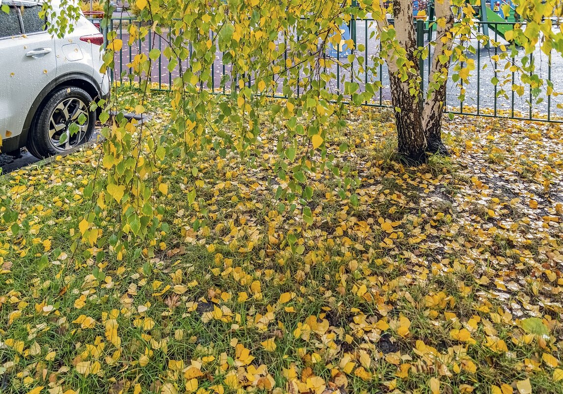 Березовая осень - Валерий Иванович