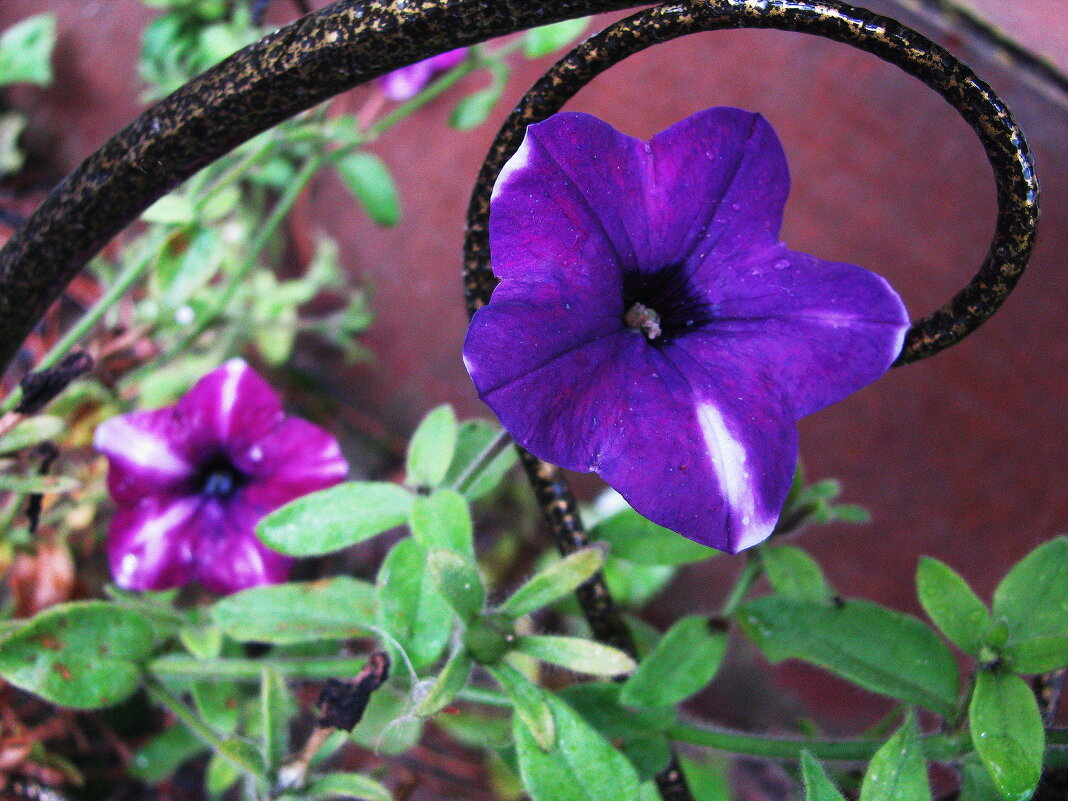 Возле дома - Людмила Смородинская Возле дома - Людмила Смородинская