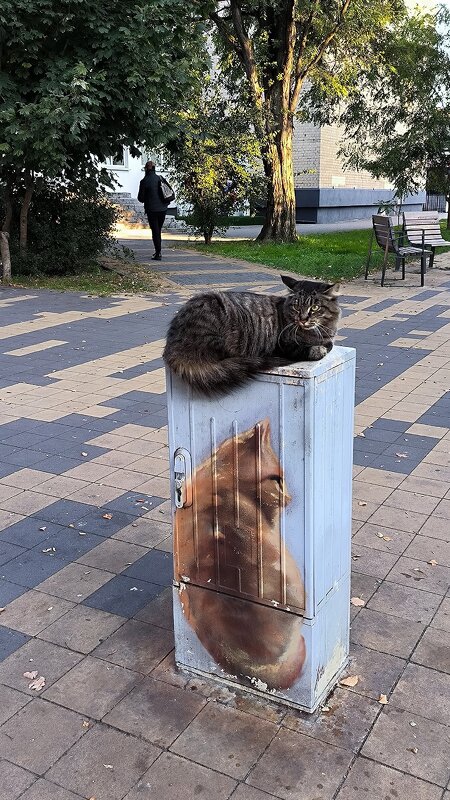 Зеленоградские котики. - Ольга 