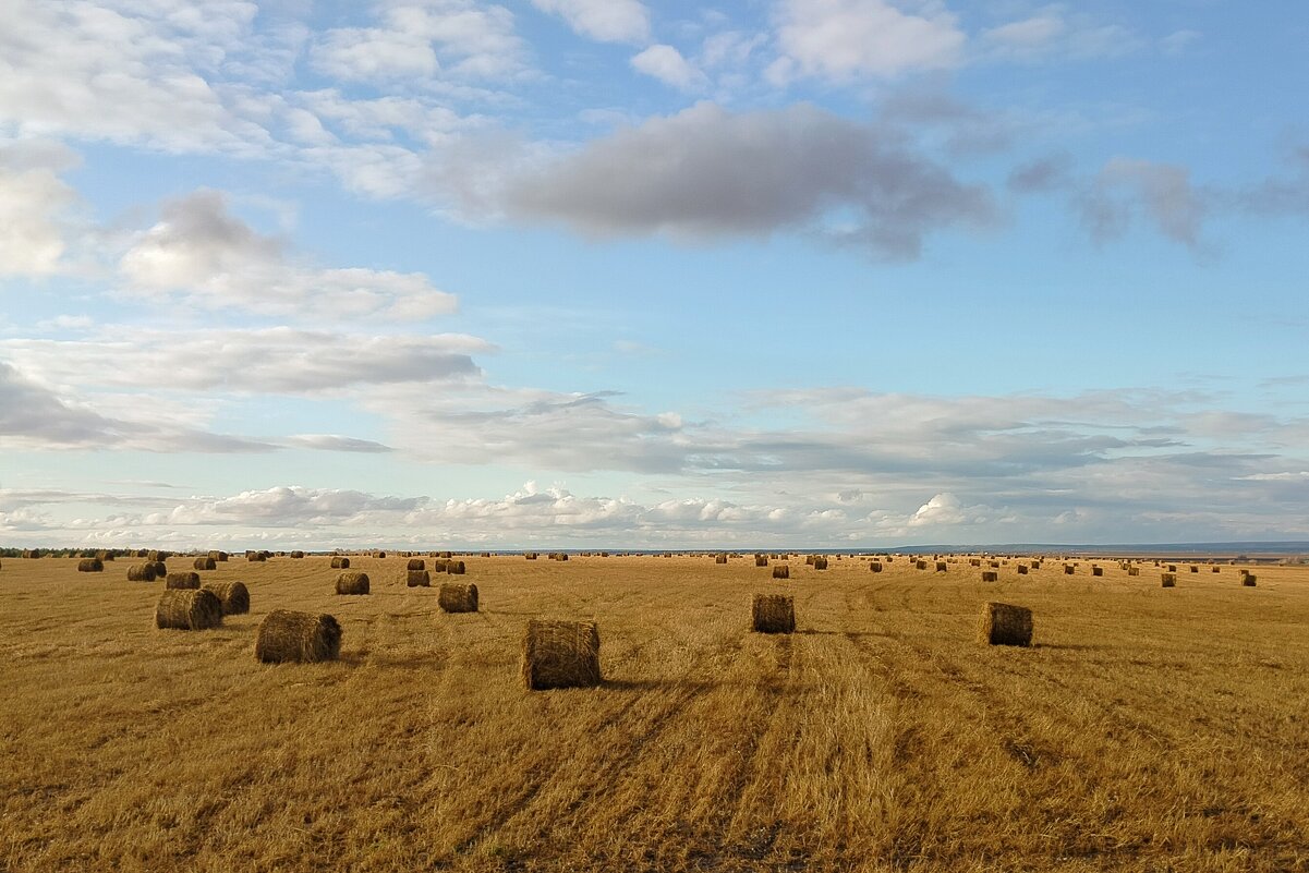 В полях - Олег Денисов