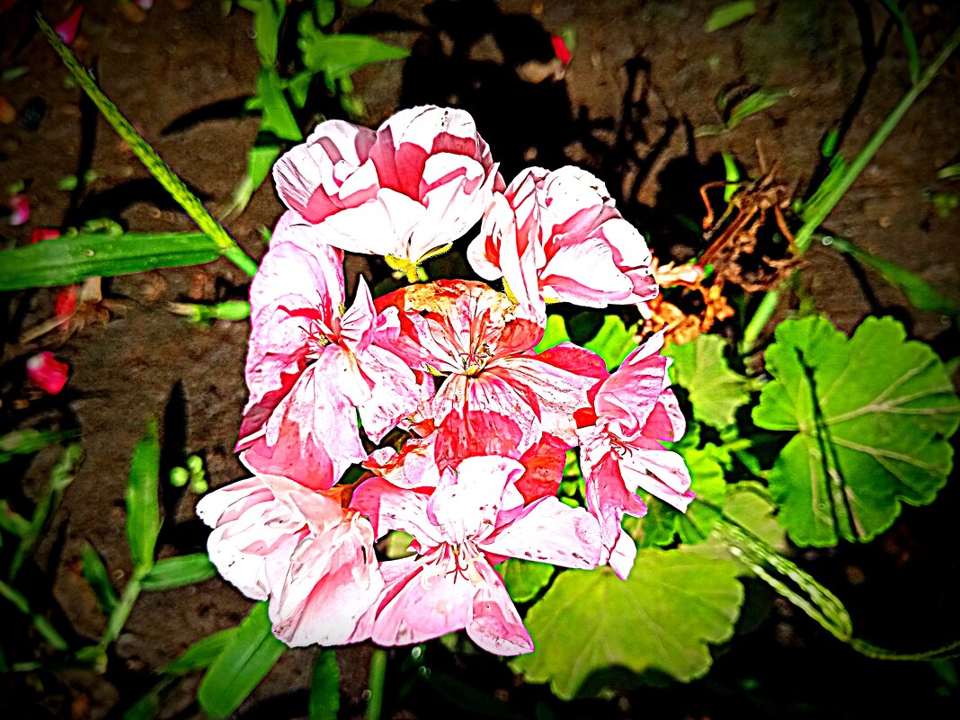 Цветы. - Владимир Драгунский