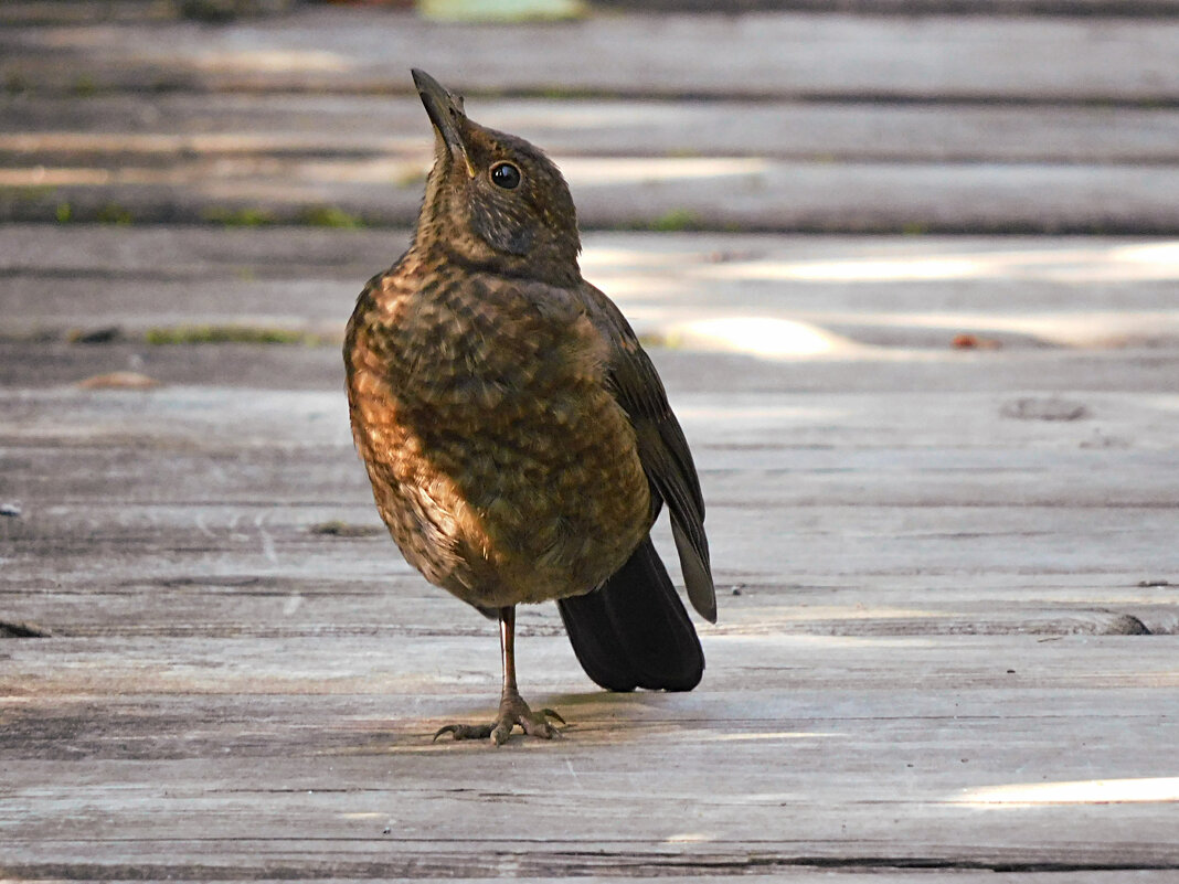 Вертикаль или взгляд, устремленный ввысь - Лина Вертикаль или взгляд, устремленный ввысь - Лина