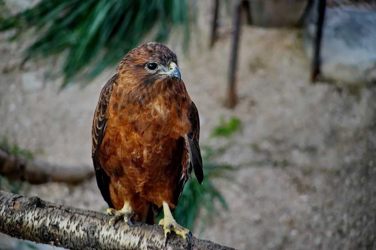 " Сафари парк " Геленджик... - Николай Саржанов