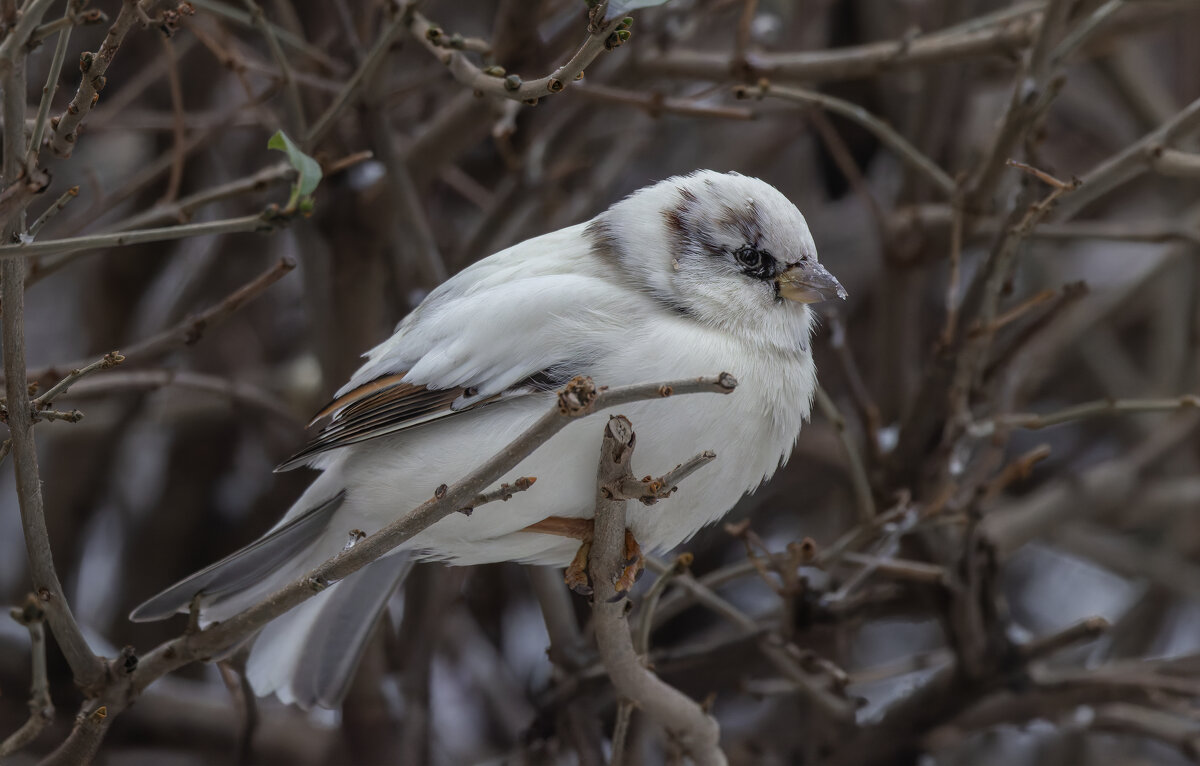 из жизни воробьев.белый воробей. - юрий макаров из жизни воробьев.белый воробей. - юрий макаров