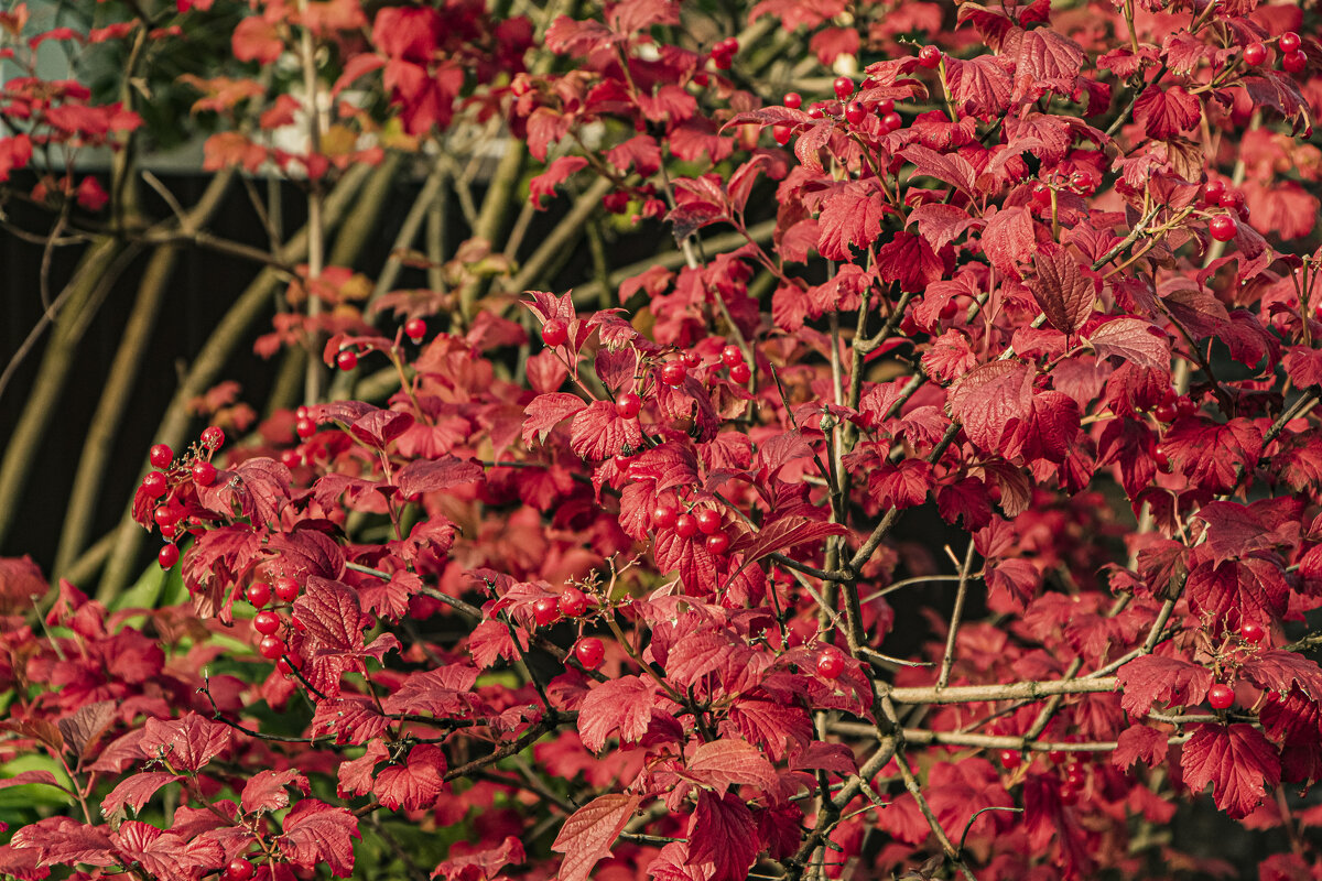 Красным, красно. - Петр Беляков Красным, красно. - Петр Беляков