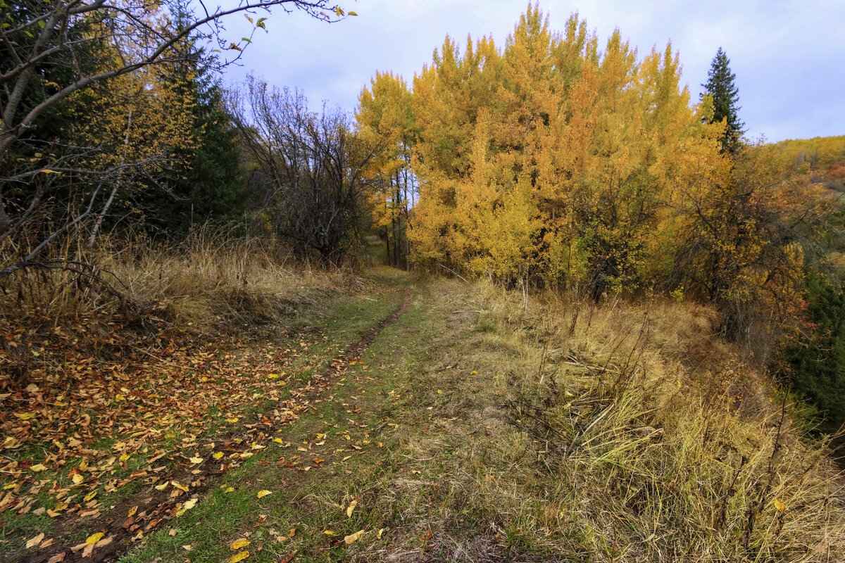 Мимо желтого облака из листьев - LudMila 