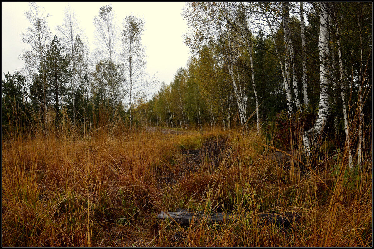 Осень на болоте - Aleksandr Gal