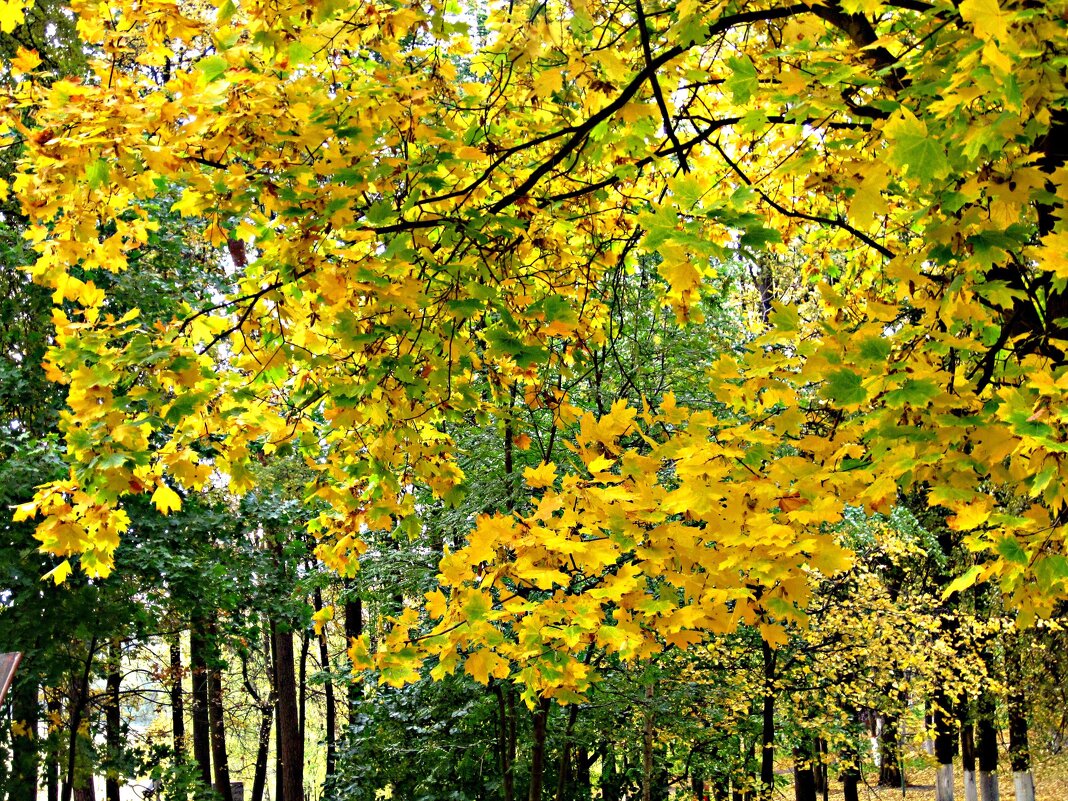 В золотую осень - Елена Семигина
