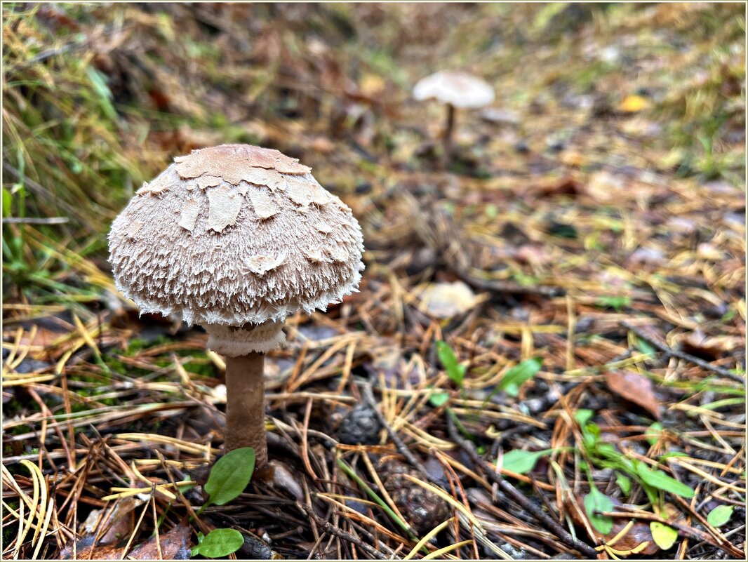 Набрала много зонтиков. - Валерия Комова