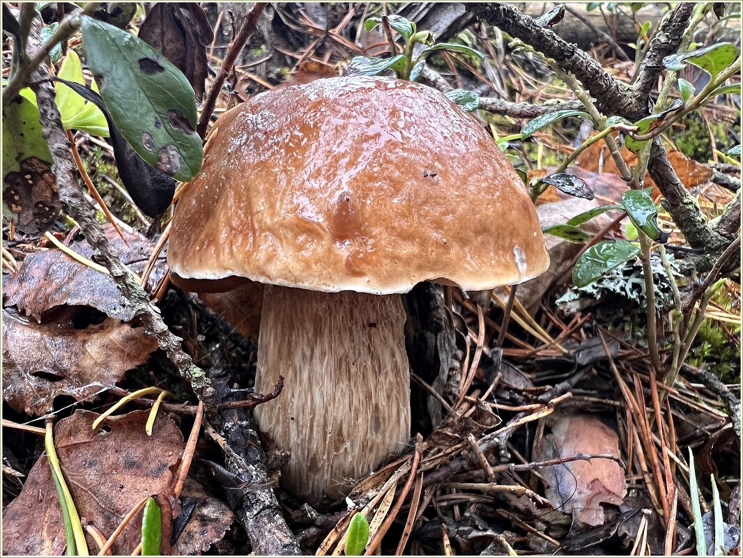 Белый. - Валерия Комова