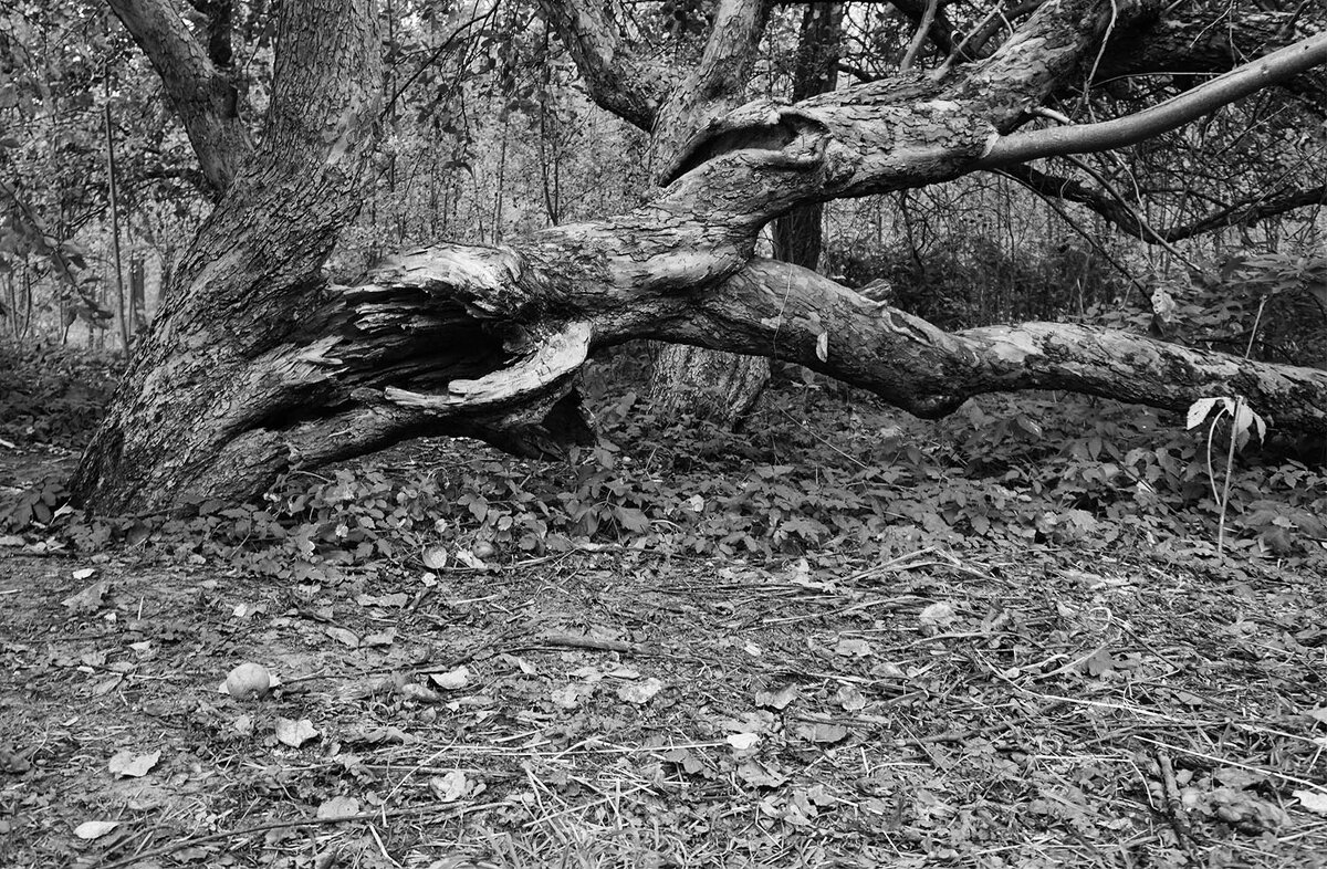 Сломленный или падший - Лариса Корж