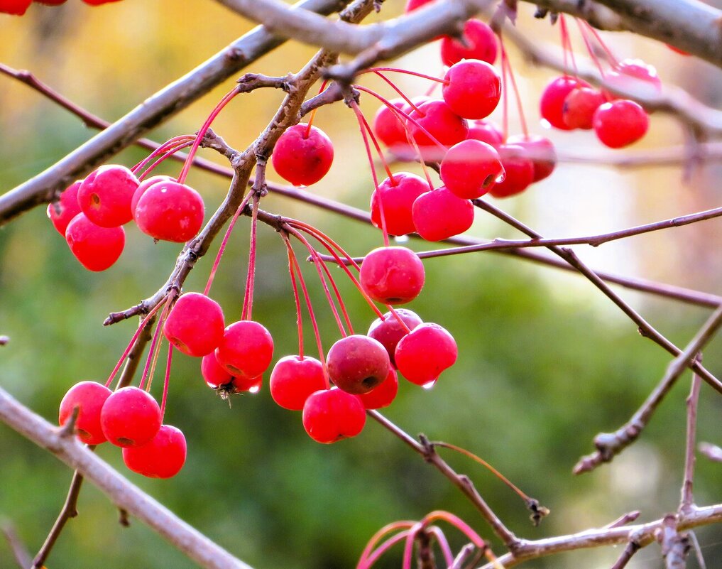 *** - Лариса С.