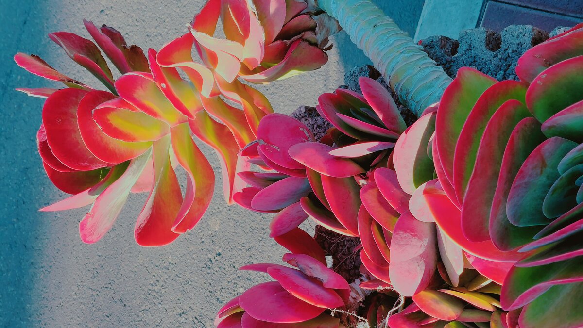 13  ОПЕН (527) - OPEN WAYS ALL