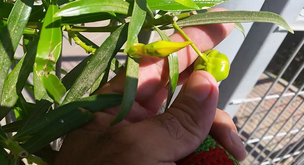 114 (26) - CLOSE WAYS ALL