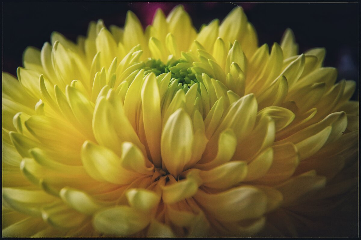 Хризантема - Руслан 