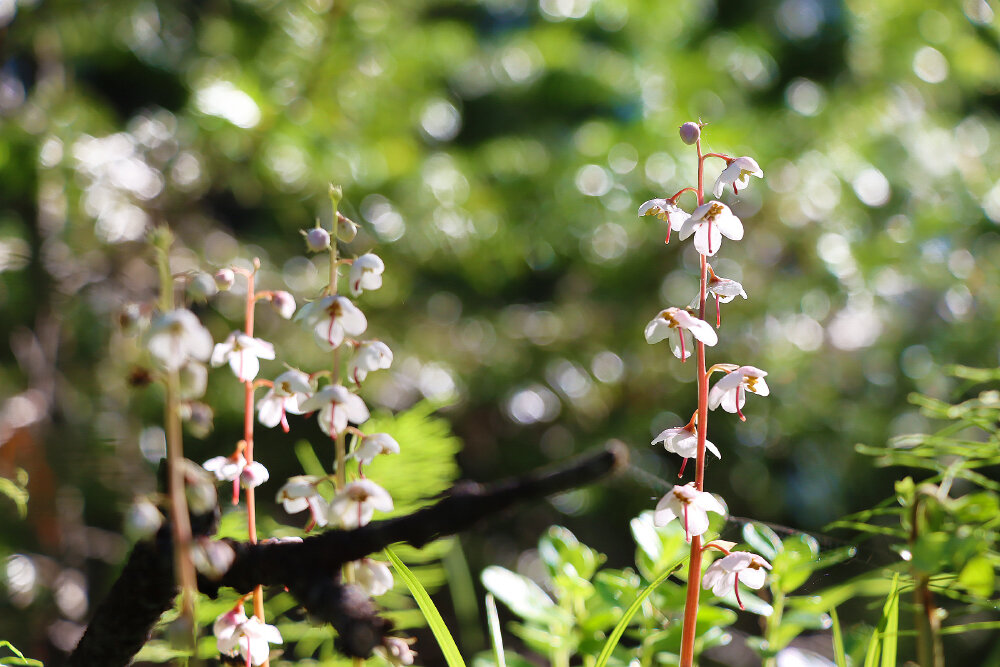 Вспоминая лето красное... - Галина Ильясова Вспоминая лето красное... - Галина Ильясова