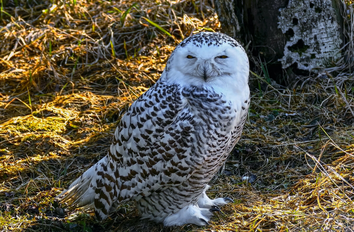 Белая сова - Aleksey Afonin