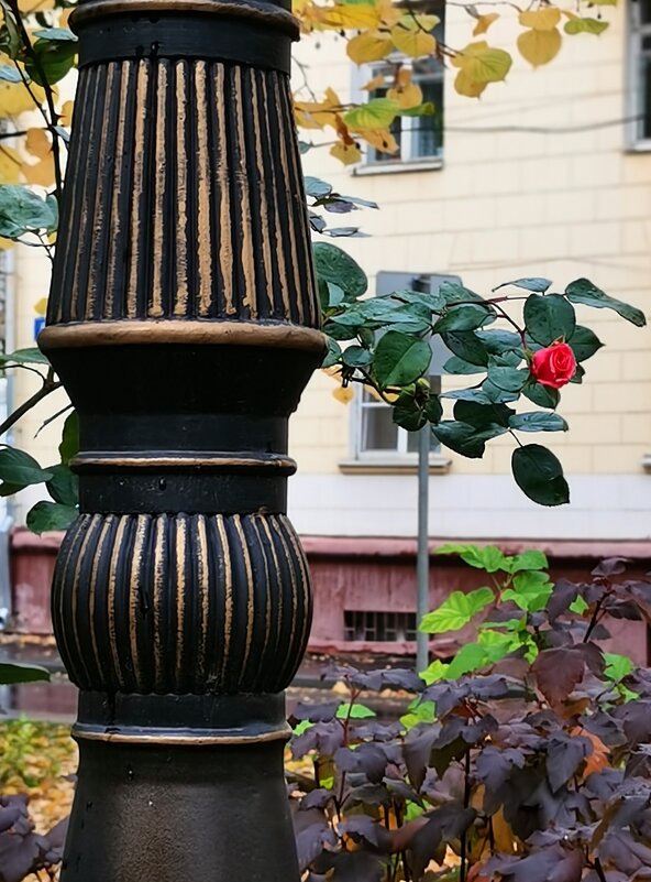 *** - Любимова Ольга 