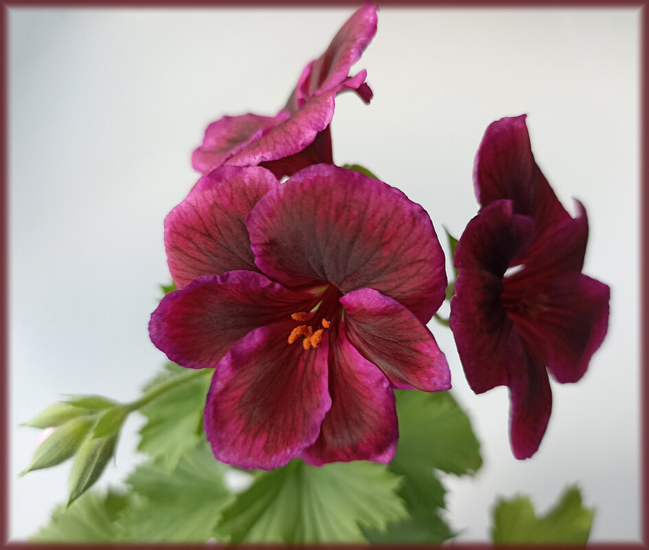 Ещё один портрет моей герани. - Лилия *