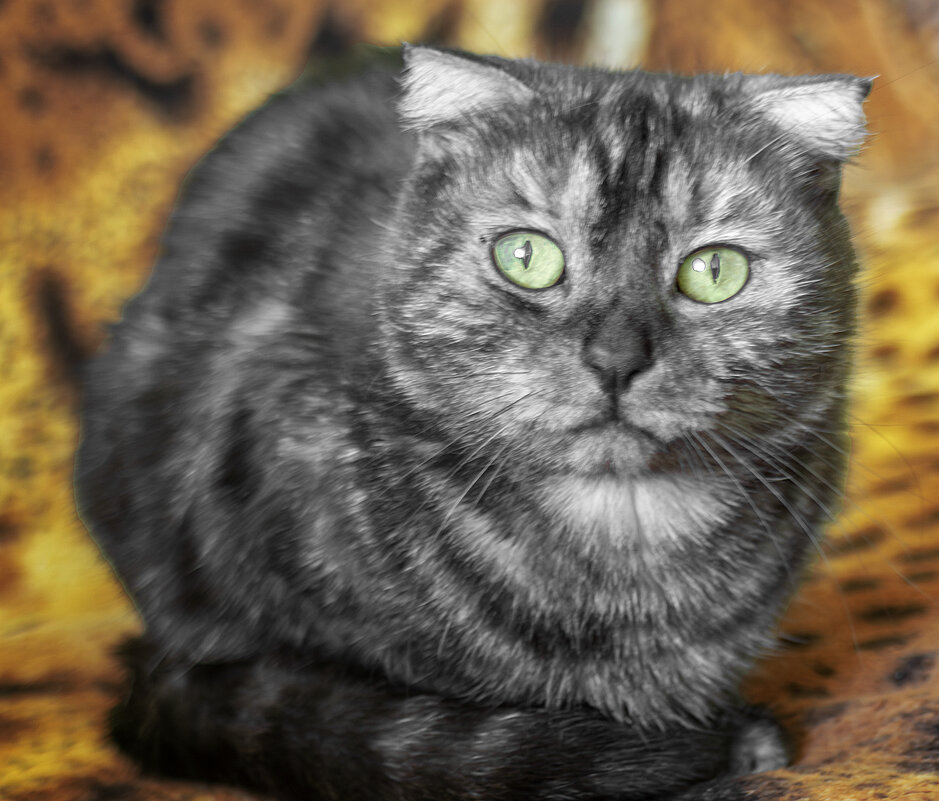 Муся - Игорь Протасов Муся - Игорь Протасов