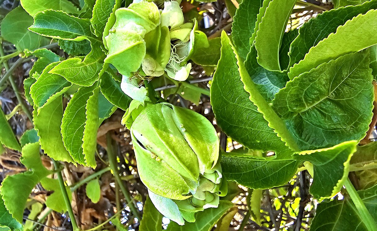 Пассифлора - Аркадий Басович