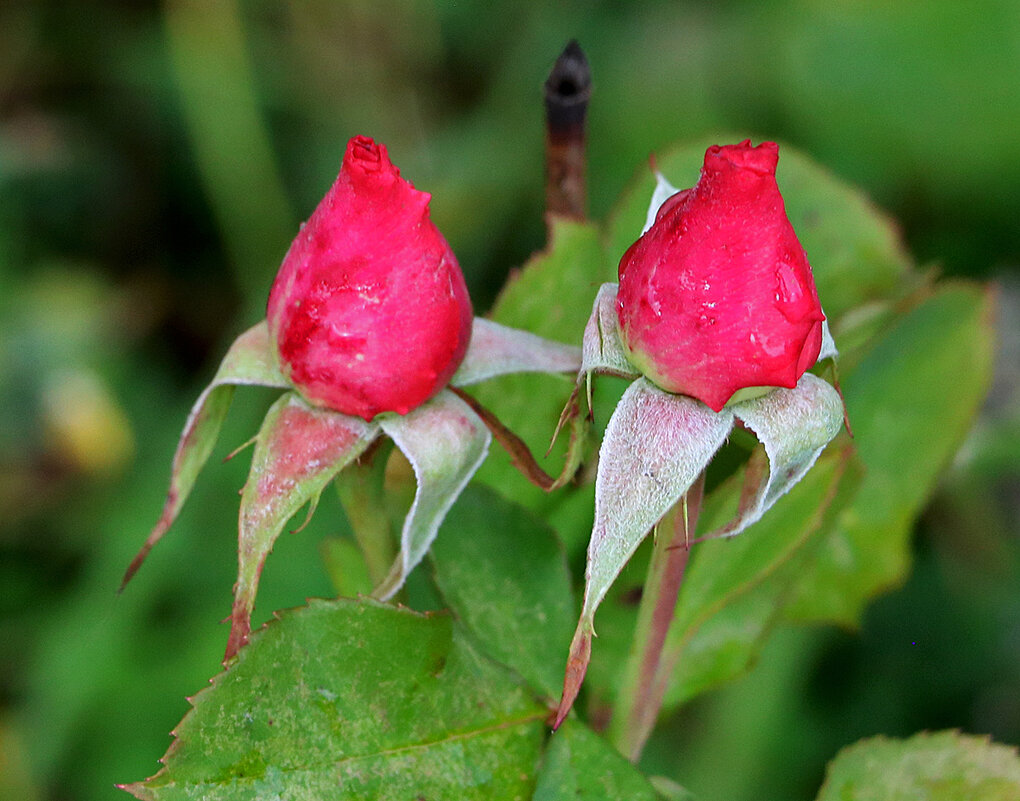 Последние бутончики - Светлана 