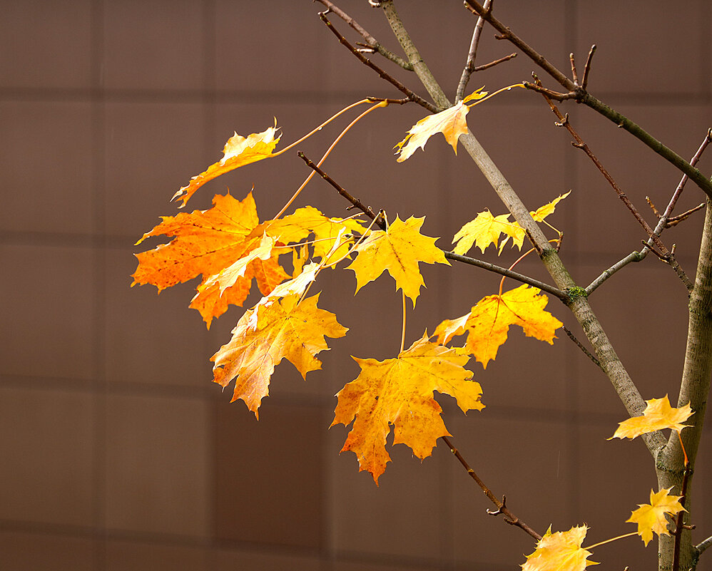 Осенний этюд - Светлана 