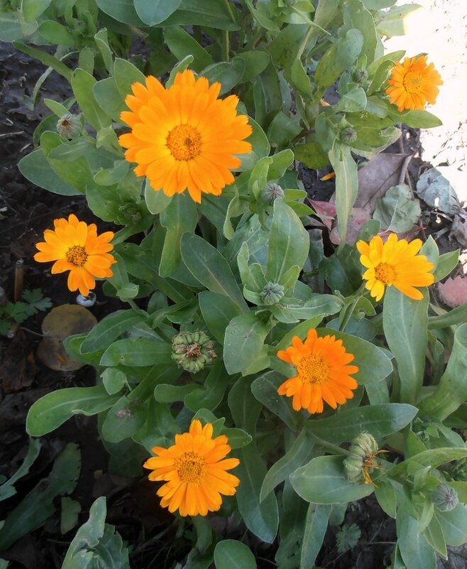 Календула - Наталья Календула - Наталья