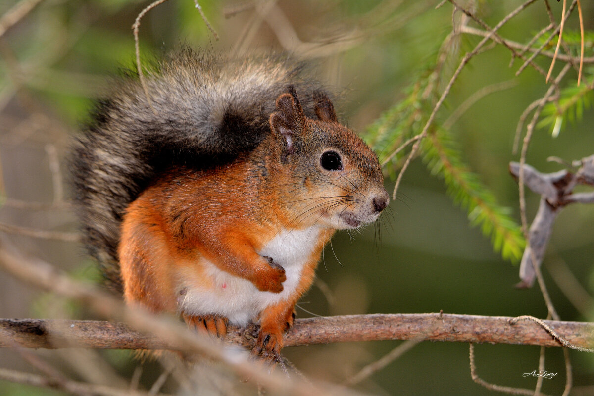 * - Александр Зуев