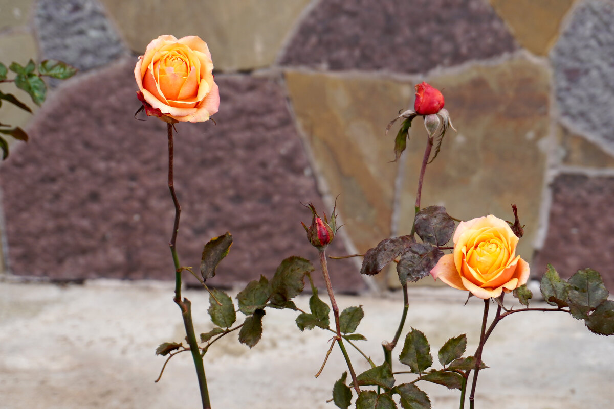 Розы в октябре - Сергей Ц