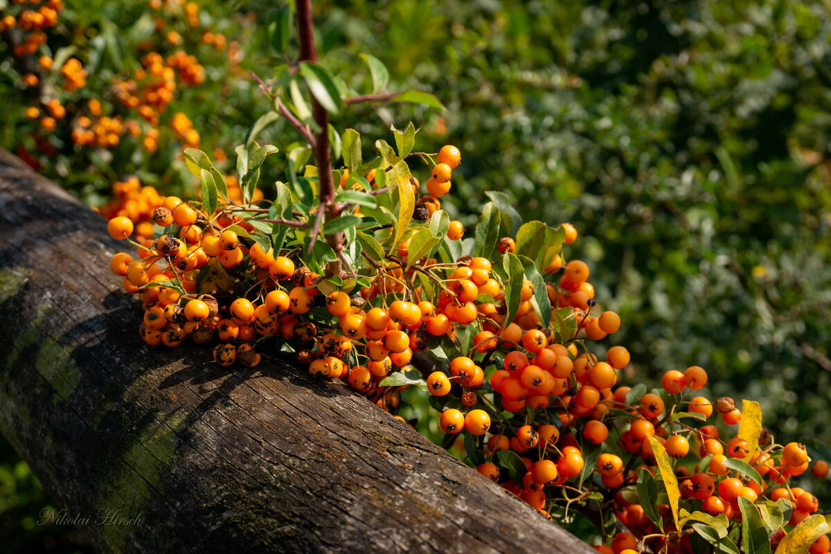 Про пираканту... - Николай Гирш