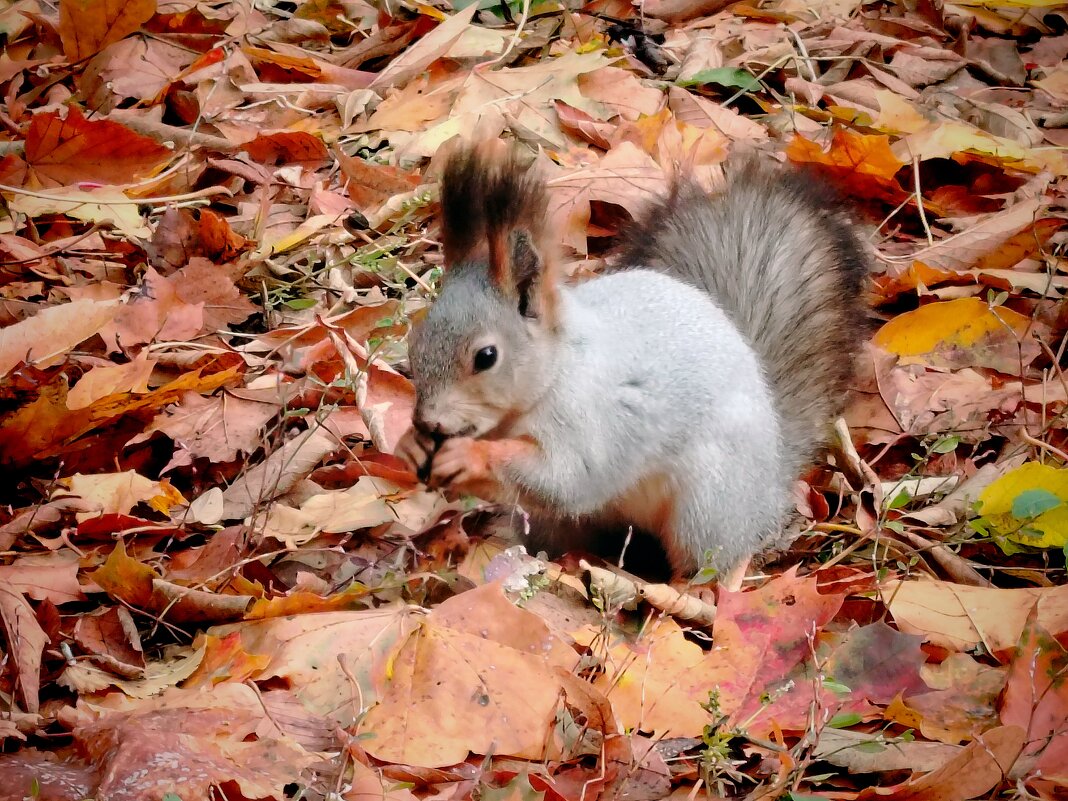 Белочка с орешком - Надежда 