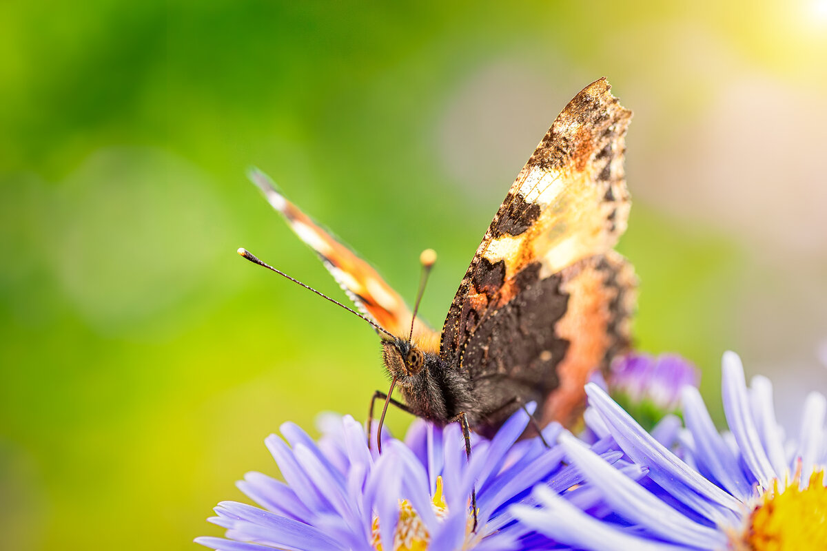 Бабочка - Alex Bush