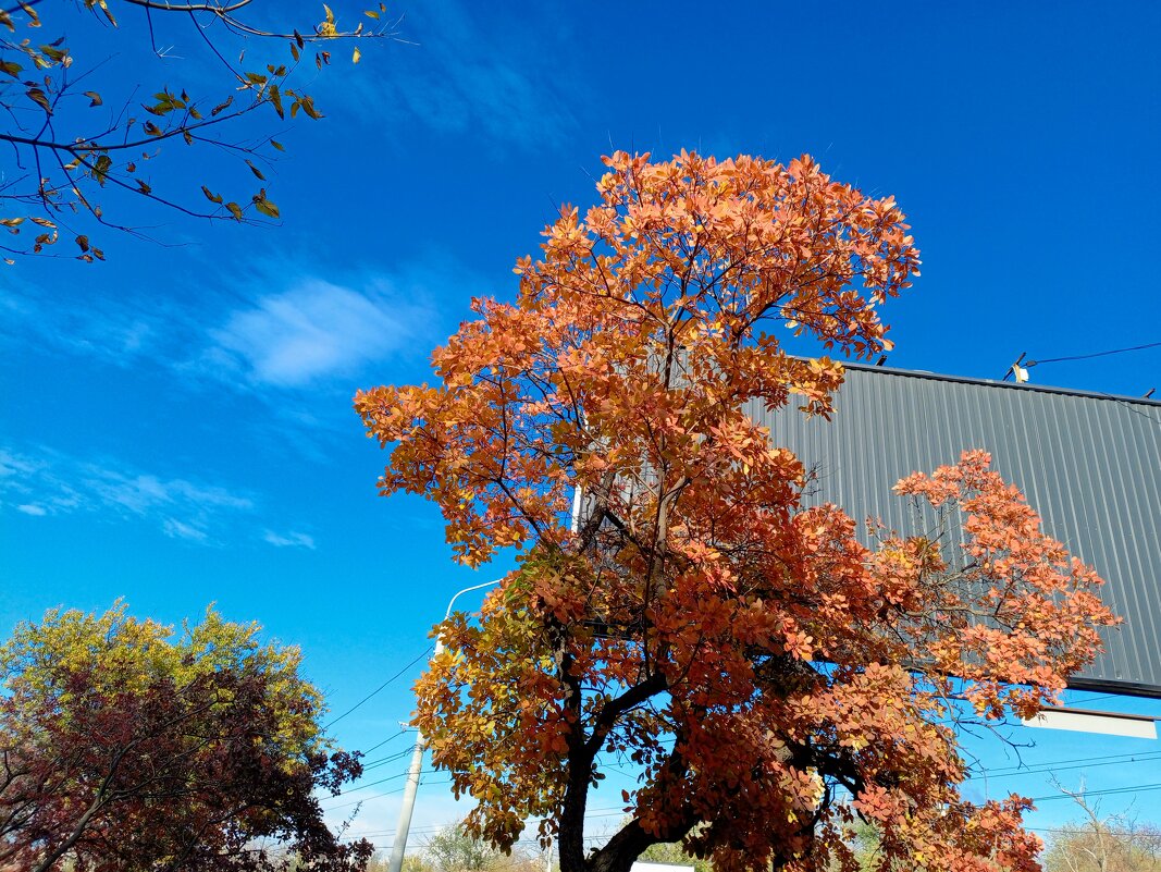Ростовская осень - Нина Бутко