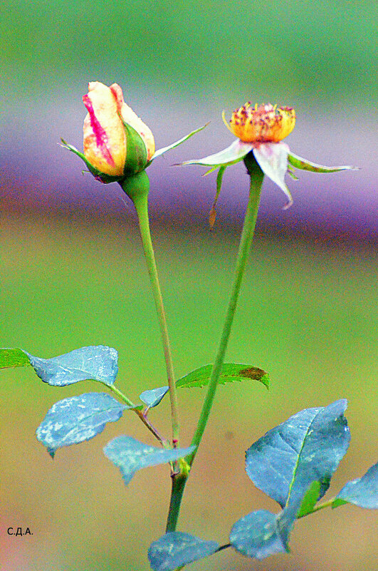 Потерявший голову...(от любви) - Дмитрий 