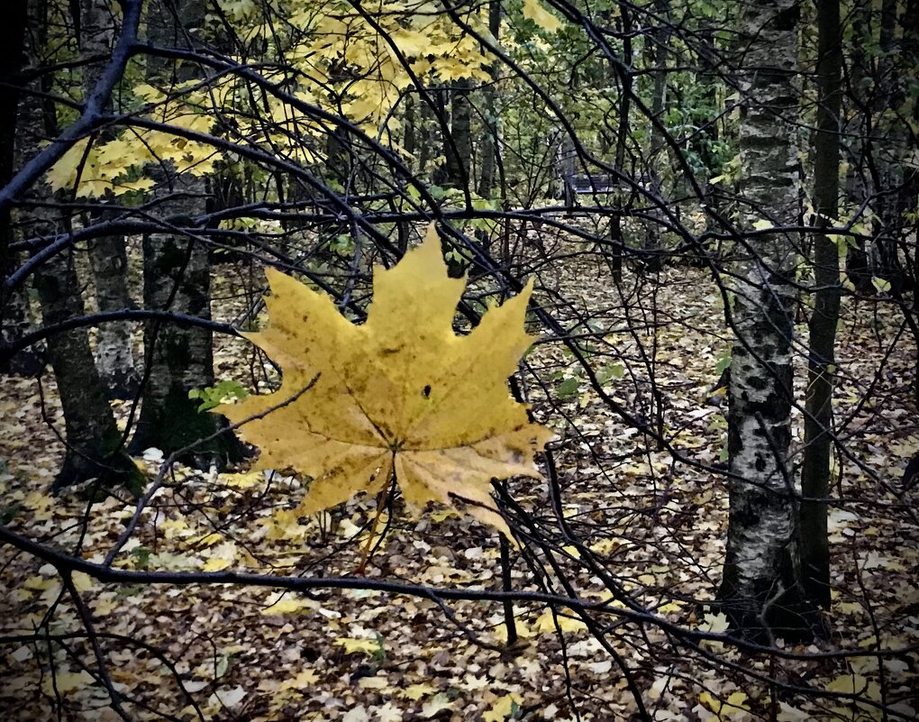 Кленовый лист-В невесомости!) - Любовь Кленовый лист-В невесомости!) - Любовь
