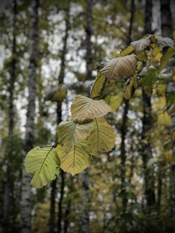 Ветка Вяза. - Любовь 