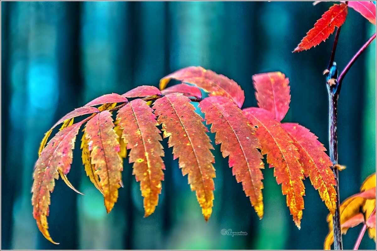 Осенняя листва - Aquarius - Сергей