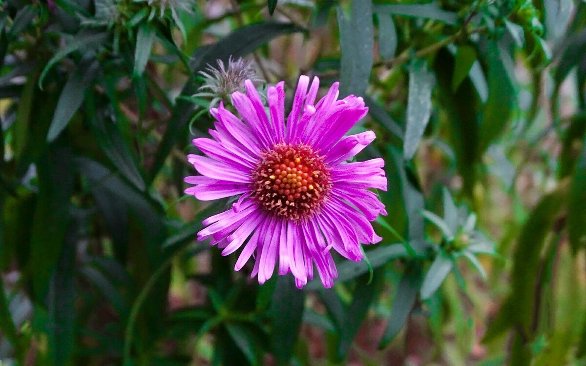 Цветы на городских клумбах в середине октября. - Милешкин Владимир Алексеевич 