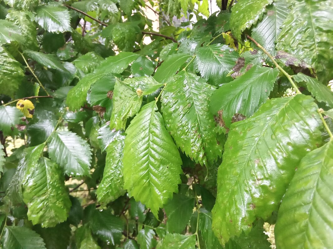 Листья  во  время  дождя - Фотогруппа Весна