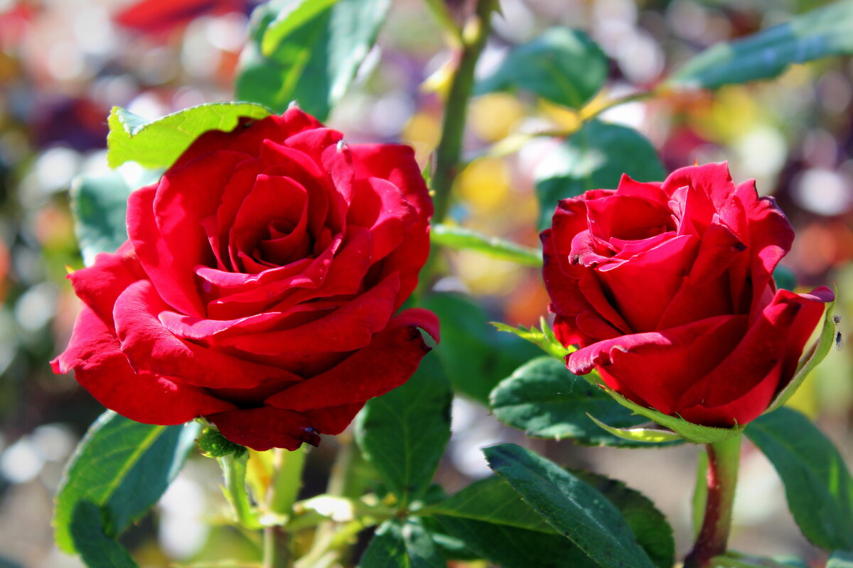 Розы - Татьяна Лютаева