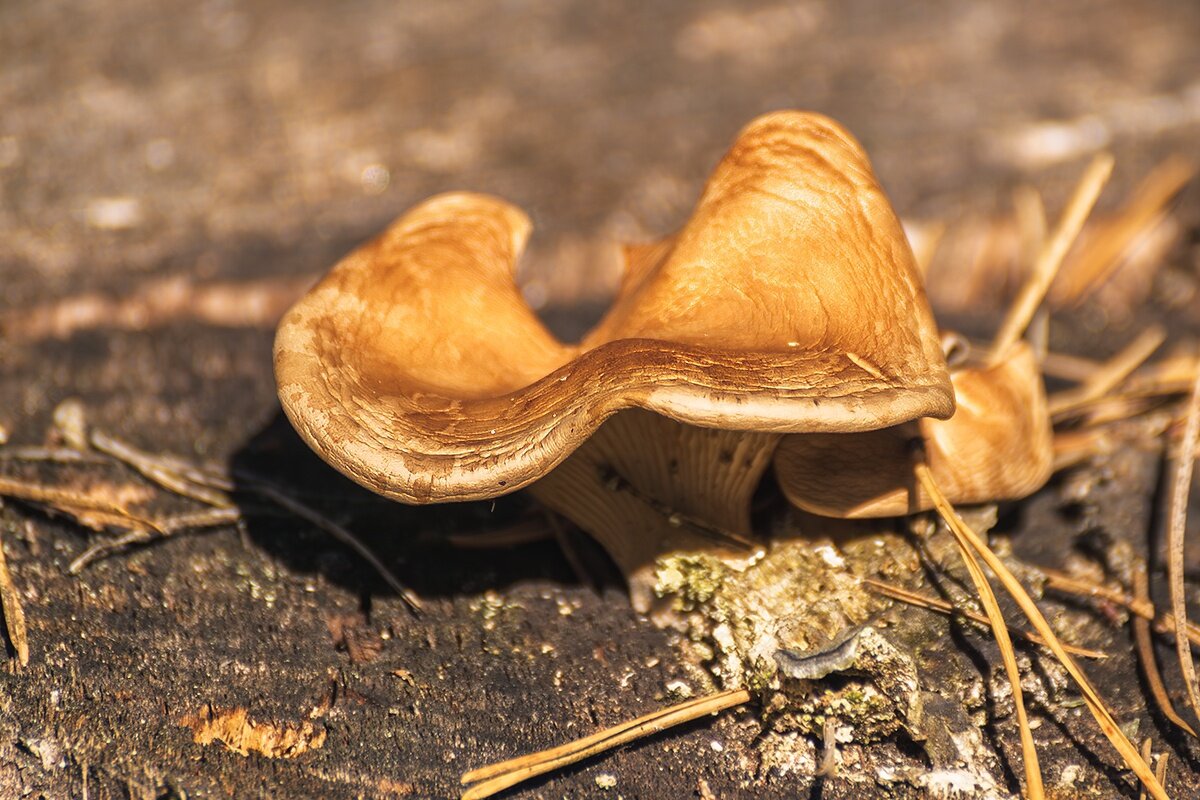 гриб свинушка - Игорь Сикорский