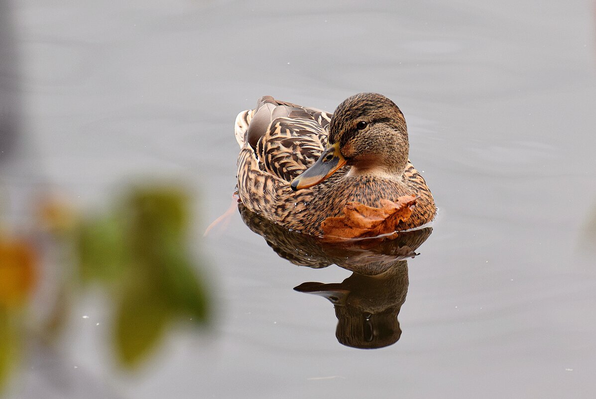 Уточка с брошкой - листочком. - Татьяна Помогалова