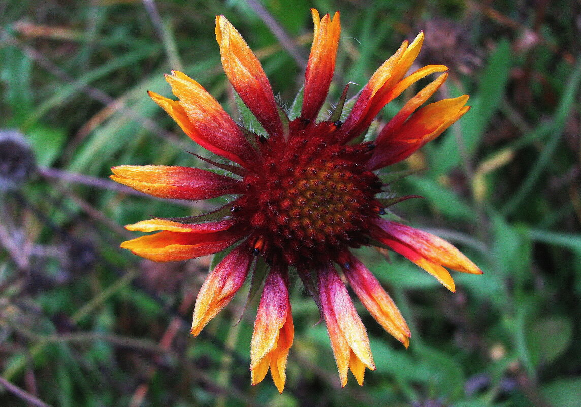 Ещё цветёт гайлардия - Людмила Смородинская