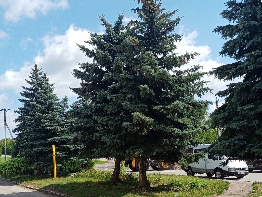 Цветы и растения. - Владимир Драгунский Цветы и растения. - Владимир Драгунский