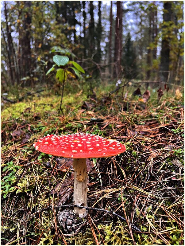 ********** - Валерия Комова