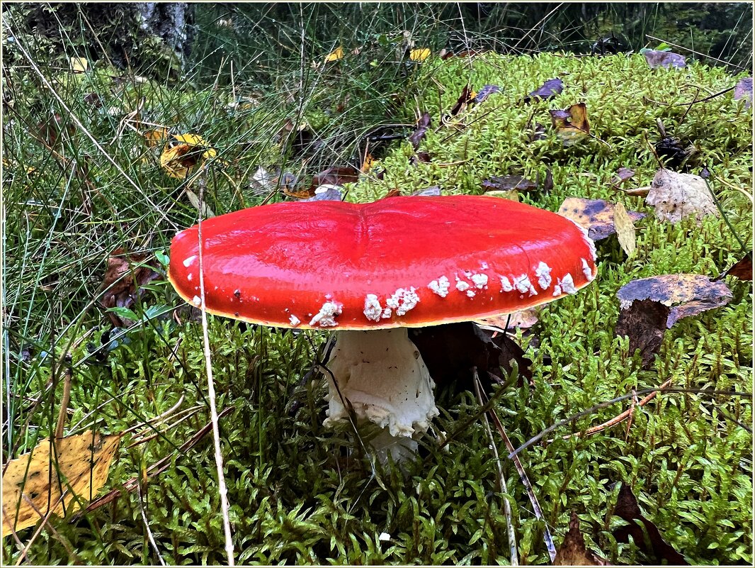 Мухомор красный. - Валерия Комова