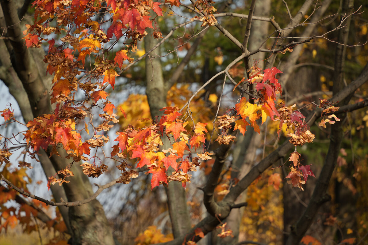 Осень, рыжая подружка - Lersa 