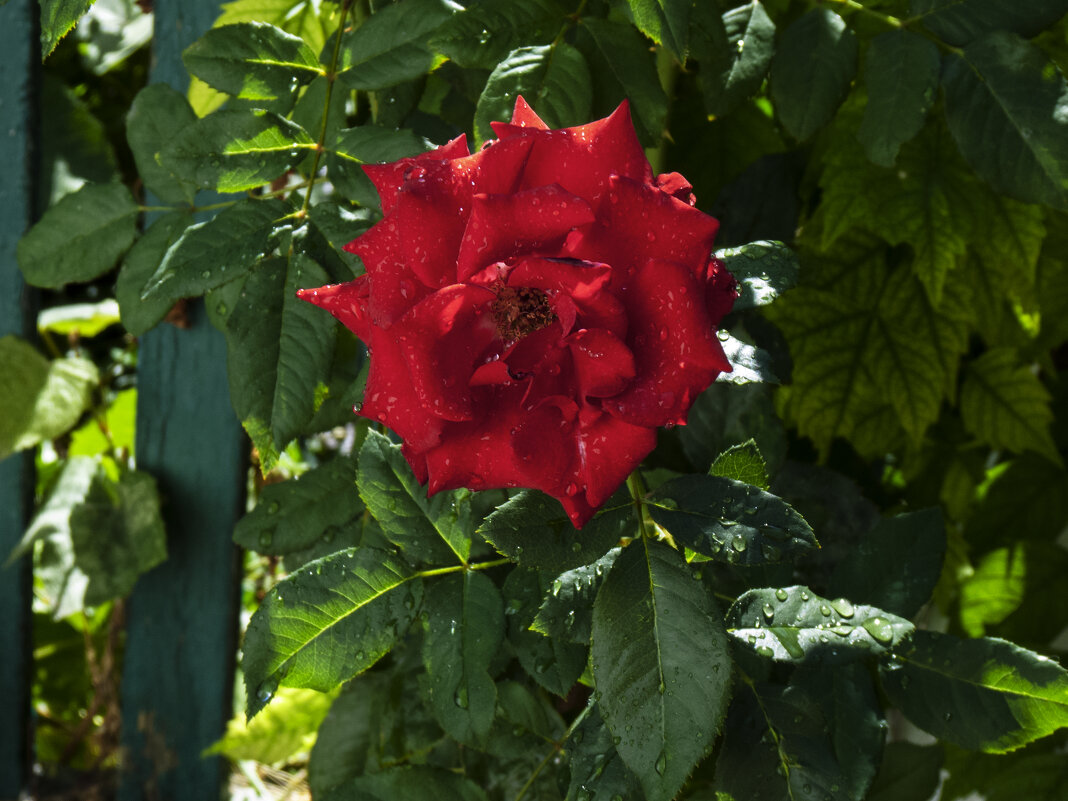 Алая   роза - Валентин Семчишин